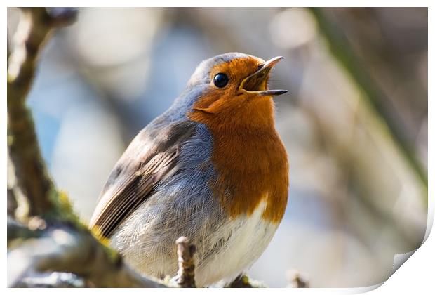 Singing Robin Redbreast Print by Alf Damp