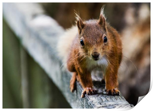 Red Squirrel Print by Alf Damp