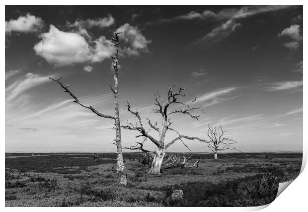 Sea marsh trees Print by Alf Damp