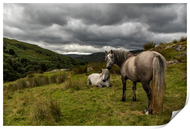Wild fell horses before the storm Print by Marlane Clarke