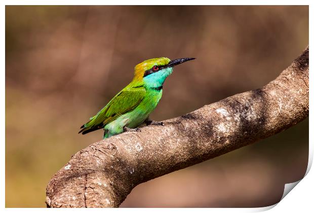 Colourful Green Bee-eater Print by Marlane Clarke