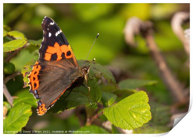 Red Admiral Butterfly Print by David O'Brien