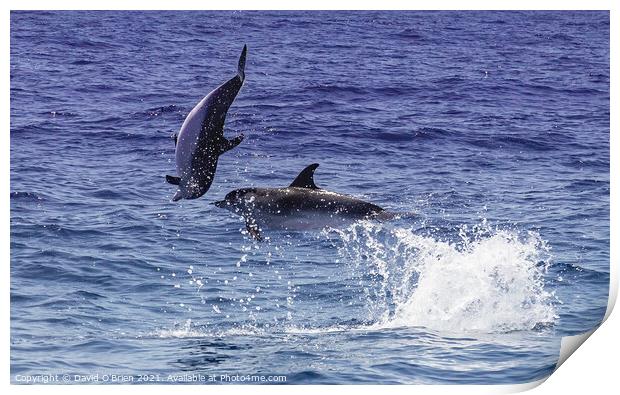 Dolphins playing and leaping in the surf Print by David O'Brien