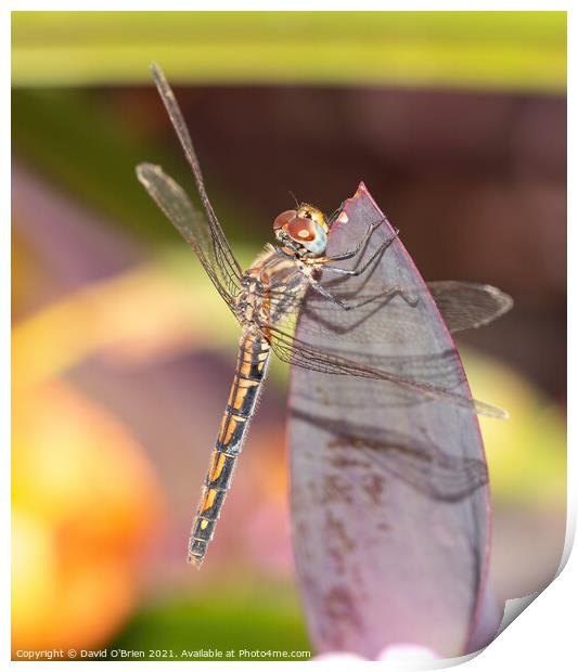 Red-veined Dropwing Dragonfly Print by David O'Brien