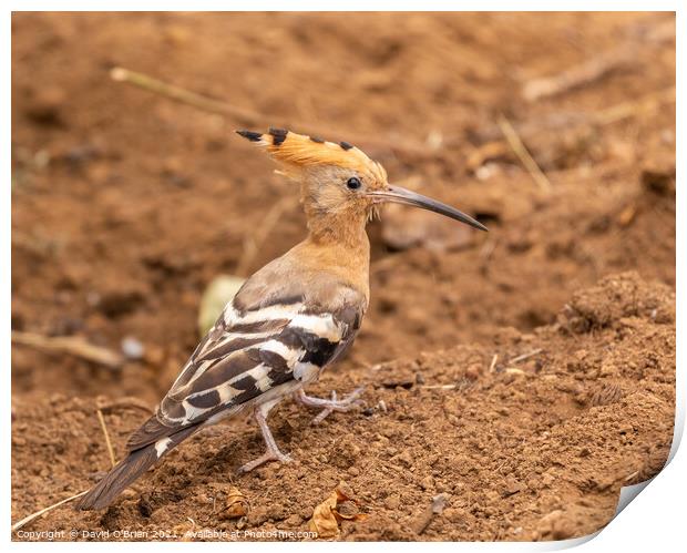 Hoopoe bird Print by David O'Brien