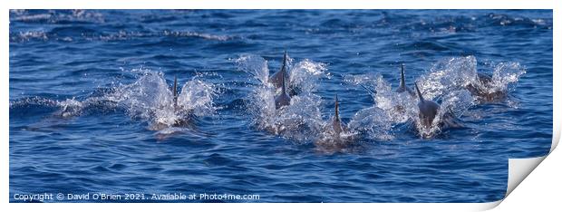 Pod of dolphins Print by David O'Brien