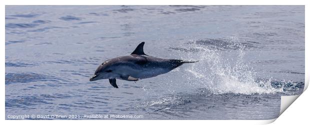 Dolphin leaping Print by David O'Brien