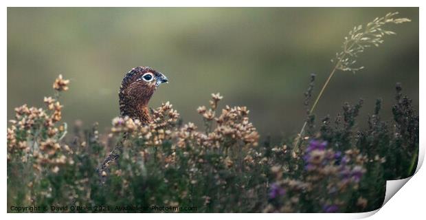 Red grouse in heather Print by David O'Brien