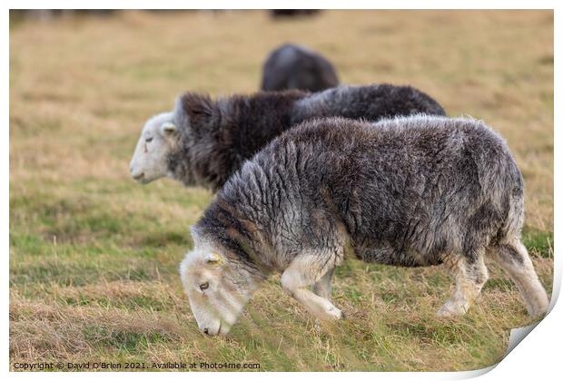 Hardwick Sheep grazing Print by David O'Brien