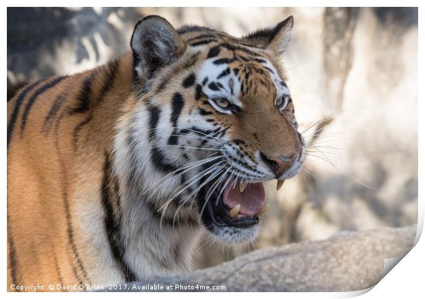 Indochinese Tiger Print by David O'Brien