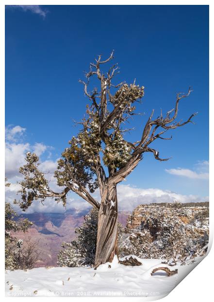 Gnarled Tree at edge of Grand Canyon Print by David O'Brien