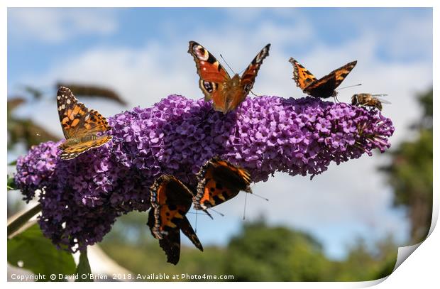 Late Summer Frenzy Print by David O'Brien