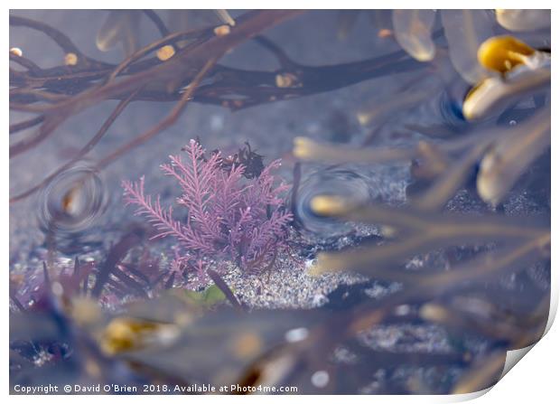 Colourful Seaweed Print by David O'Brien