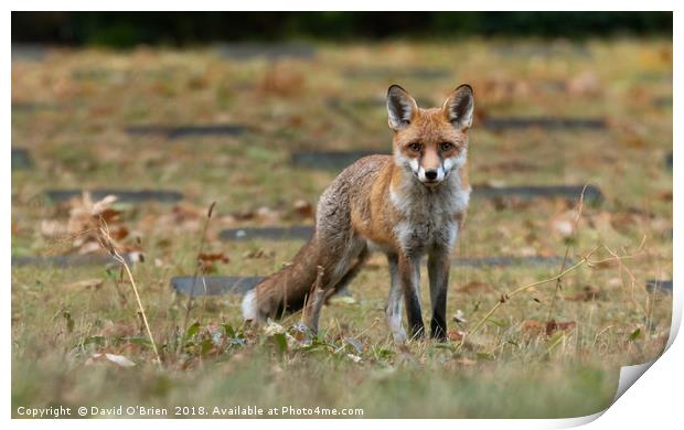 Early Morning Fox Print by David O'Brien