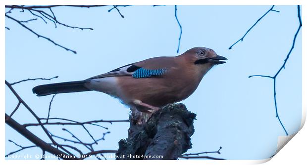 Jay Print by David O'Brien