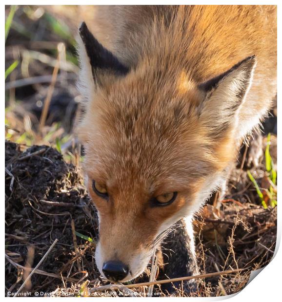 Wild Red Fox  Print by David O'Brien
