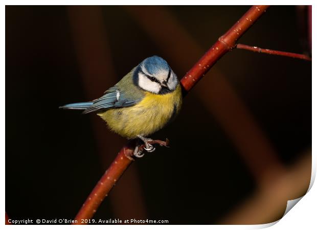 Blue Tit on Red Branch  Print by David O'Brien