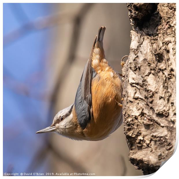 Nuthatch in typical pose Print by David O'Brien