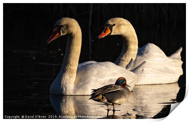 Swans and Teal Duck Print by David O'Brien