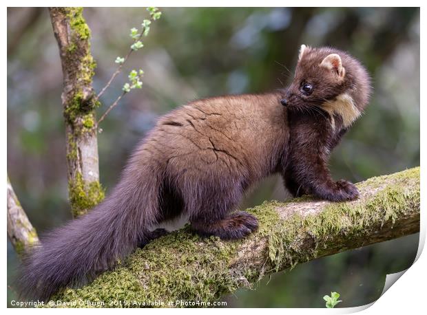 Pine Marten Print by David O'Brien