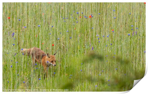 Fox (vixen) in summer meadow Print by David O'Brien