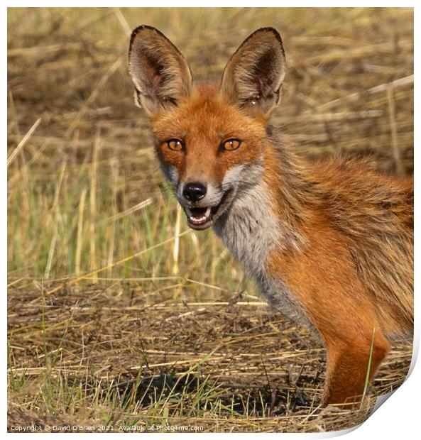 Fox with intense stare Print by David O'Brien