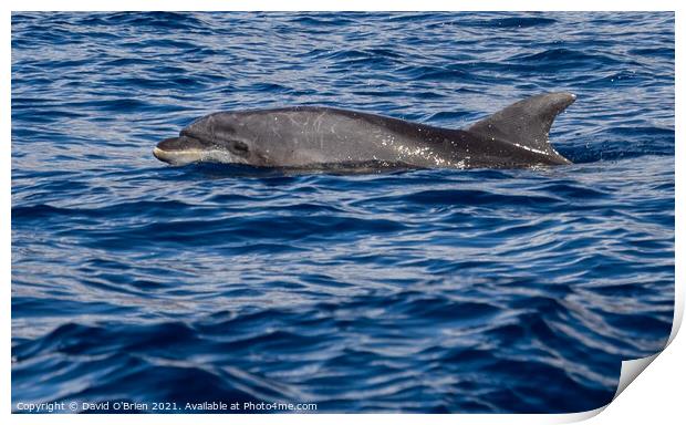 Bottlenose Dolphin Print by David O'Brien