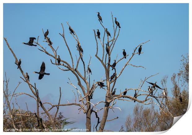 Group of Cormorants in tree Print by David O'Brien