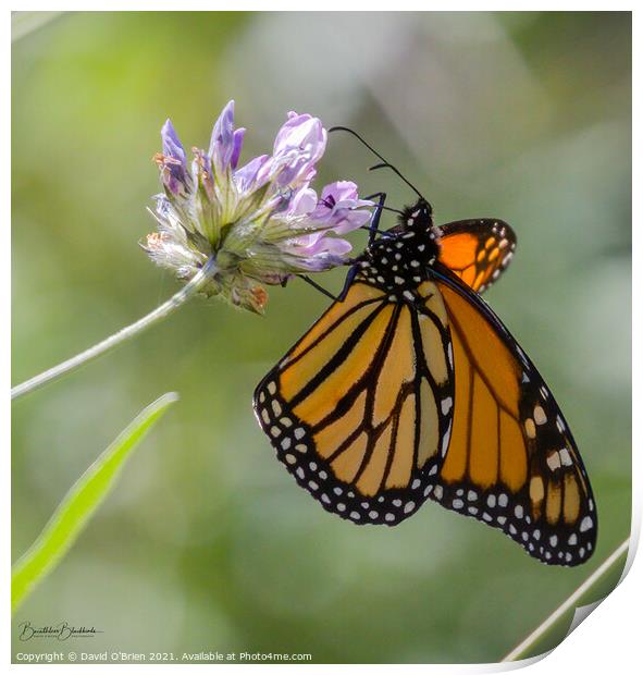 African Monarch Butterfly Print by David O'Brien