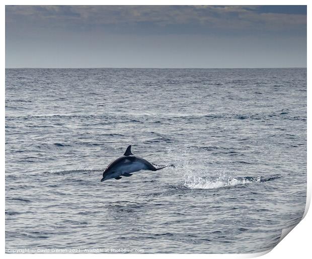 Bottlenose Dolphin Print by David O'Brien