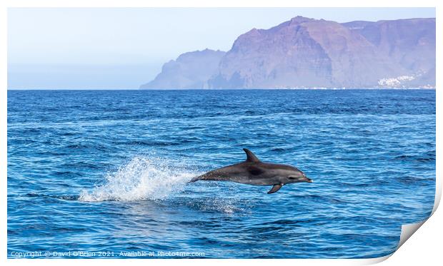 Bottlenose Dolphin Print by David O'Brien