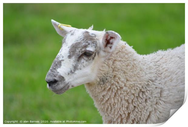 Spring lamb Print by Alan Barnes
