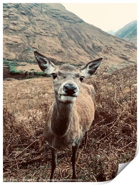 Nosy Red Deer at Glen Etive  Print by Alan Barnes