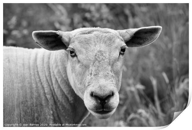 Sheep staring at me! Print by Alan Barnes