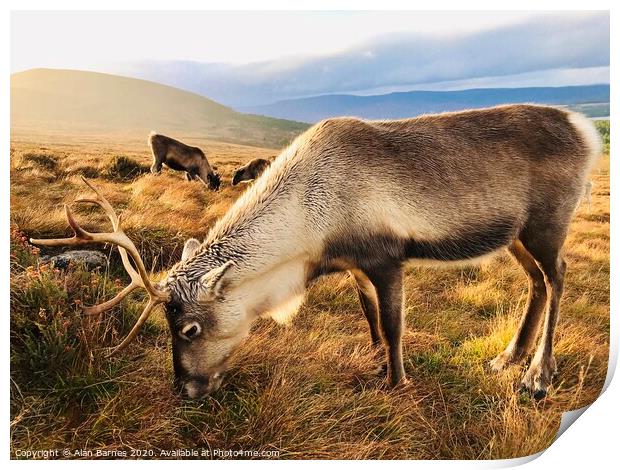 Reindeer grazing on Cairngorm Mountain Print by Alan Barnes