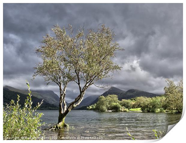 Padarn Lonely Tree  Print by Graham Williams