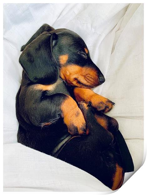 Puppy dachshund sleeping  Print by Louise Stainer