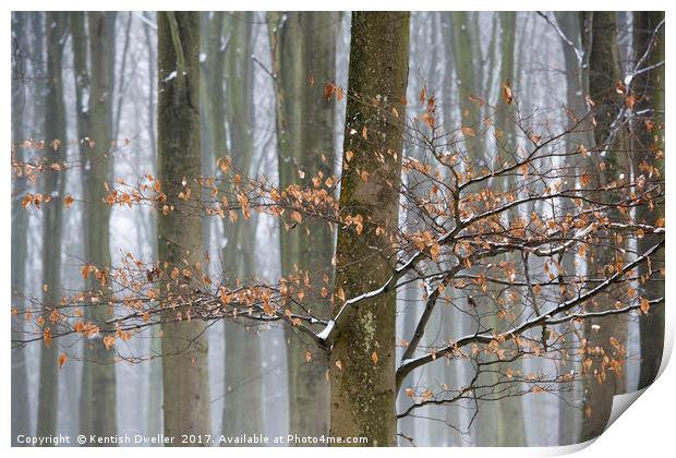 Misty Snowy Beeches Print by Kentish Dweller