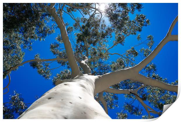 Bare Australian Gum Tree Print by Richard Zalan