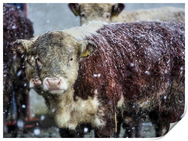 Hereford Heifer Calf in a Welsh Mountain Snowstorm Print by Sorcha Lewis