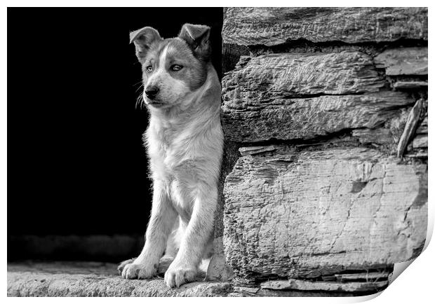 Skye the working sheepdog puppy in Black and white Print by Sorcha Lewis