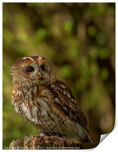 Tawny Owl  Print by Sorcha Lewis