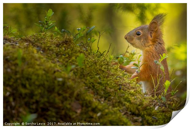 Red Squirrel in the Forest light Print by Sorcha Lewis