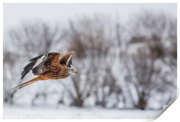 Red Kite in the winters grasp Print by Sorcha Lewis