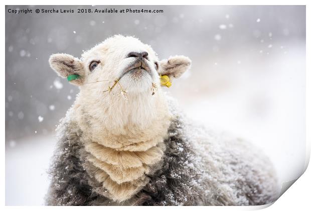 Catching Snowflakes - Herdwick Sheep Print by Sorcha Lewis