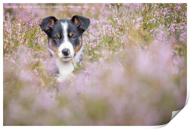 Betty Collie in Heather Print by Sorcha Lewis