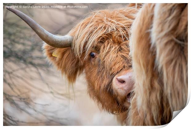 Highland cow in the uplands Wales Print by Sorcha Lewis