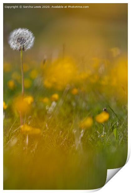 Dandylion and buttercups Print by Sorcha Lewis