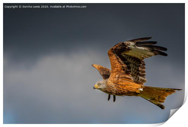 Red kite in flight Print by Sorcha Lewis