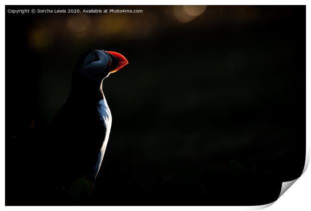 Puffin silhouette  Print by Sorcha Lewis